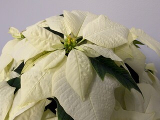 Poinsettia plant