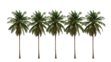 Tropical Palm Trees Isolated on Transparent Background