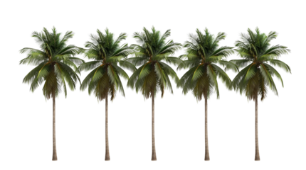 Tropical Palm Trees Isolated on Transparent Background