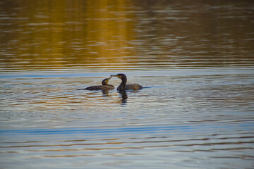 Great cormorants interacting on calm water