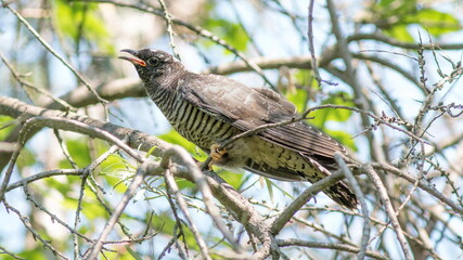 red billed hornbill