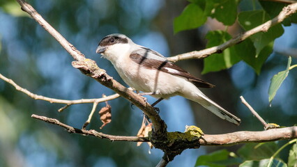 Naklejka premium blue tit on branch