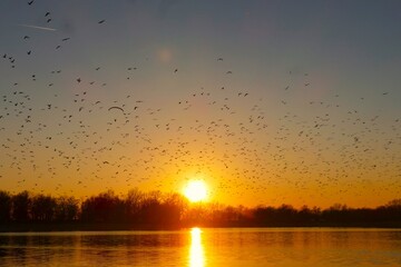 Flock of migratory birds fly above the lake in the orange sky in beautiful sunset, waterbirds, freedom, colorful backgroun
