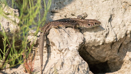 lizard on the rock