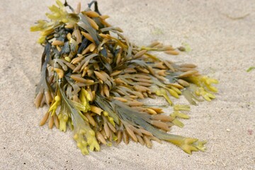 Colourful seaweed scatters the shore, its greens, reds, and golds glistening in the sun as waves retreat, leaving a vibrant, salty tapestry across the pale sand.