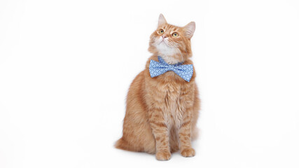 Cute ginger cat wearing a blue bow tie, sitting on a white background and looking up. Clean studio portrait perfect for advertising, pet themes, cards and creative designs.