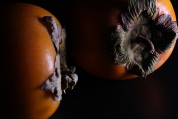 cat on black background