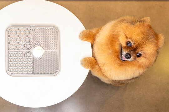 Happy Pomeranian dog with a lick mat on a white table