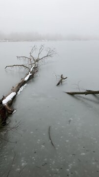 Dead tree with bare branches lying in the frozen water. Winter landscape and nature of pond and lake covered by snow. White mist and fog. Vertical panning video.	
