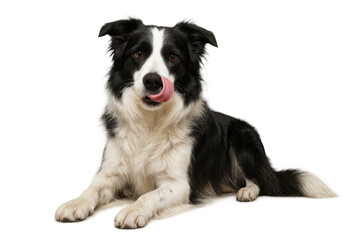 Fototapeta premium Border collie dog licking nose with pink tongue, lying down, looking at camera, on transparent background