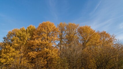 Naklejka premium Autumn trees with colorful foliage under a blue sky. Nature and seasonal change, outdoor landscape. The beauty of fall seasons in the countryside.