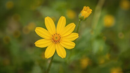 Obraz premium Yellow flower in bloom with green background. Nature, floral beauty, and blooming plant. The concept of flora and garden.