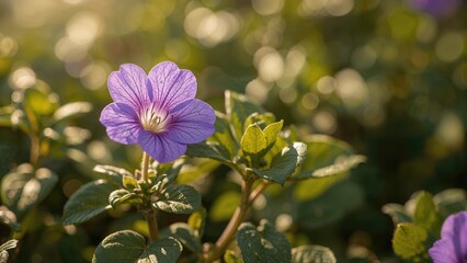 A close-up of a purple flower with green leaves, illuminated by soft sunlight and bokeh background.