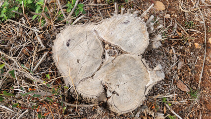 Cross-section of a Bottle Brush tree stump (Callistemon sp.) in the park. It displays a characteristic three-part, light-colored woody structure after the main trunk was cut.