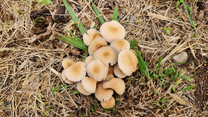 Small, brownish, milky coffee-colored mushrooms growing in clusters on park lawns after a few days of rain in December