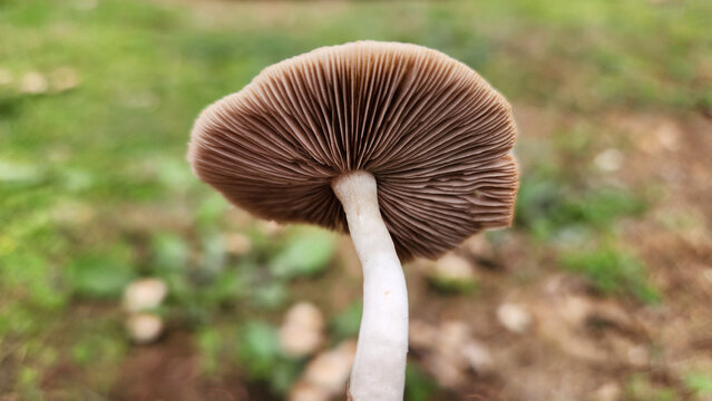 Under view of a small, brownish, milky coffee-colored mushroom growing in clusters on park lawns after a few days of rain in December