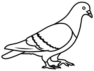 Simple Black and White Line Art Illustration of a Pigeon or Dove Bird Standing and Walking Vector Silhouette for Design and Decoration