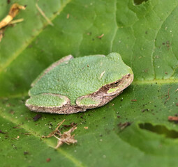 Obraz premium Bright green tree frog sitting on a large green leaf