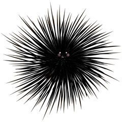 Obraz premiumblack sea ​​urchin