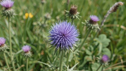 Purple thistle flower among green grass and other plants.