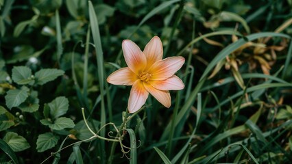 Fototapeta premium Single peach-colored flower in a garden surrounded by green foliage.