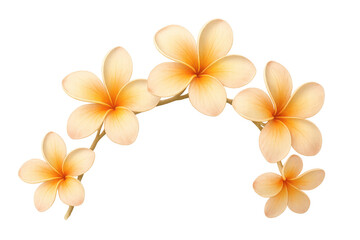 Fototapeta premium Plumeria flowers blooming on delicate branch, tropical frangipani blossoms with orange and white petals on transparent background