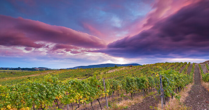 Dramatic color in the toscany ,wine,