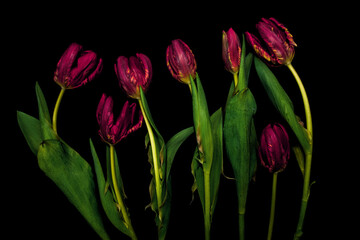 Czerwone tulipany na ciemnym tle tworzą dramatyczną i elegancką kompozycję kwiatową o silnym kontraście. © Elżbieta Kaps