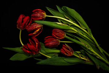 Czerwone tulipany na ciemnym tle tworzą dramatyczną i elegancką kompozycję kwiatową o silnym kontraście. © Elżbieta Kaps