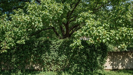 Fototapeta premium A lush green tree with abundant foliage growing behind a wall, surrounded by dense shrubs and greenery.