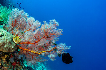 A brightly colored sea fan extends from a coral wall into deep blue water, creating a striking contrast in a vibrant reef scene.