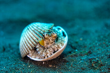 A coconut octopus shelters inside two seashell halves, using them as a protective, portable home while resting on a sandy seafloor.
