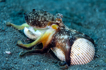 A coconut octopus grips two seashells while resting on sandy seafloor, displaying its distinctive colors and textured skin.