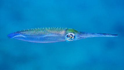 A vibrant reef squid swims gracefully in clear blue water, its iridescent skin shimmering with speckled colors.