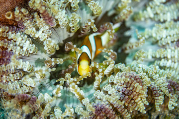 A clownfish nestles deep among the curled tentacles of a sea anemone, creating a detailed and colorful close-up of their symbiotic relationship.