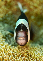 A close-up of an anemonefish with a tiny cleaner shrimp perched on its head, captured among the tentacles of its host anemone.