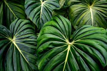 Large, glossy tropical leaves overlap densely, displaying deep green tones and prominent vein patterns.