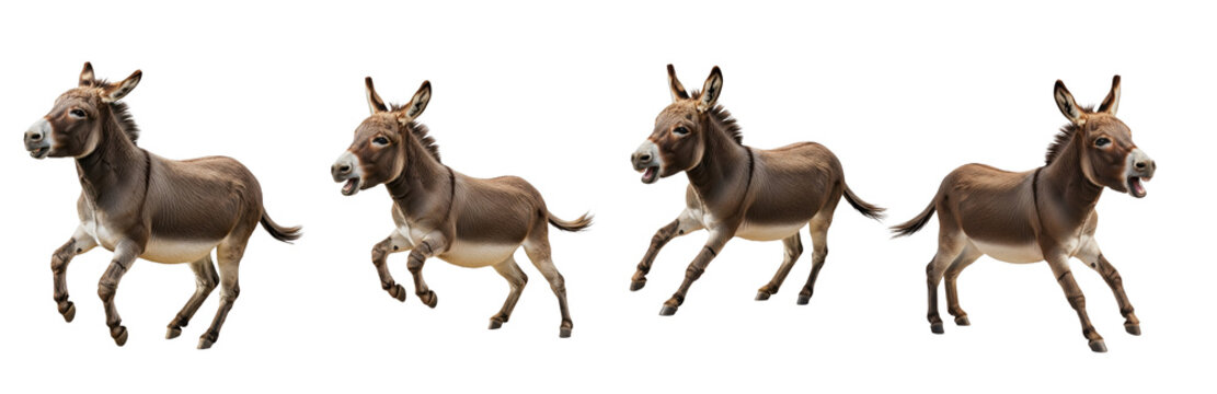 Donkey Equus africanus asinus isolated on white background foal set livestock animal walking running standing fur mammal biology photography cutout graphic high-resolution sharp focus macro detail