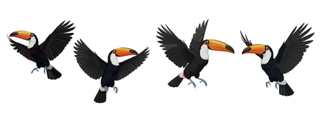 Toco Toucan Ramphastos toco isolated on white flying bird wildlife nature animal wings spread plumage orange beak fauna tropical avian photography cutout set high-resolution graphic element sharp