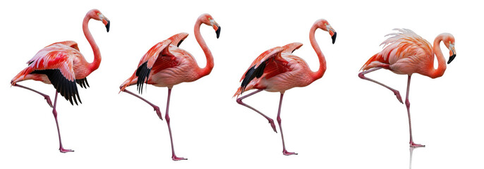 Set Of American Flamingo (Phoenicopterus ruber) isolated on white background, Flamingo PNG © moqddam