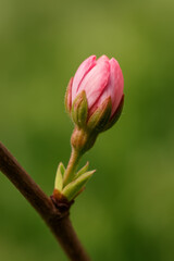 Obraz premium Close-up of a pink flower bud on a green background