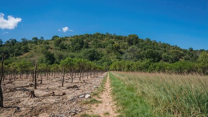 A rural landscape featuring a dirt path dividing a vineyard and a grassy area, with a forested hill and clear blue sky in the background.