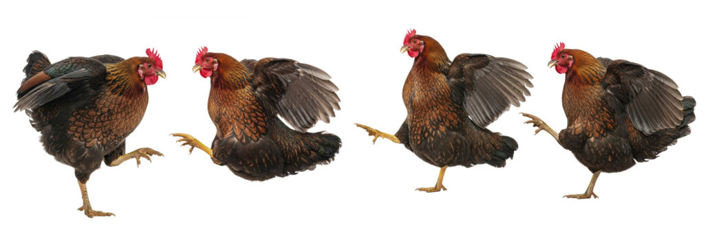 Set Of Welsummer Chicken (Hen) isolated on white background, (Gallus gallus domesticus) PNG