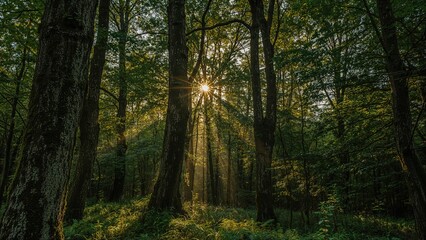 Obraz premium Sunlight streaming through trees in a forest scene. Nature and wilderness, concept. Environmental and ecological themes. The beauty of forest landscapes.