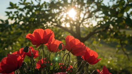 Bright sunlight shines through green foliage above vibrant red poppies in a garden scene.