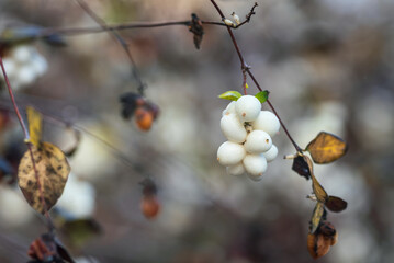 White barries of Symphoricarpos albus in autumn, shallow depth of field.