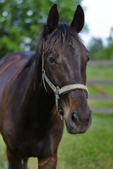 Obraz premium Close-up portrait of a beautiful dark brown horse wearing a halter outdoors