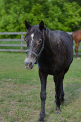 Obraz premium A dark horse with a white stripe on its forehead, wearing a blue halter on a green field
