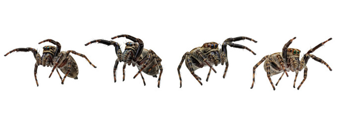 Set Of A Jumping spiders isolated on white background, Bold jumper Spider, (Phidippus audax) PNG