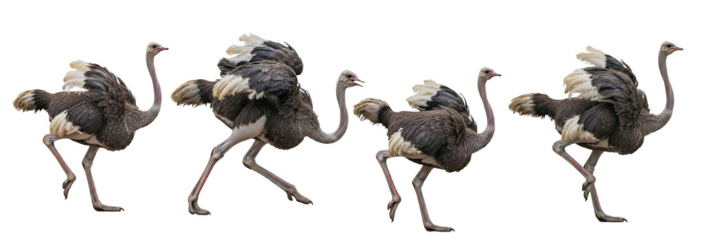 Set Of Common Ostrich isolated on white background, (Struthio camelus), adult Common Ostriches walking PNG